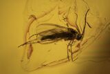 Three Fossil Flies (Diptera) In Baltic Amber #120642-1